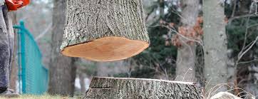 Best Root Management and Removal  in Havelock, NC